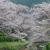 雨上がり一人でお花見