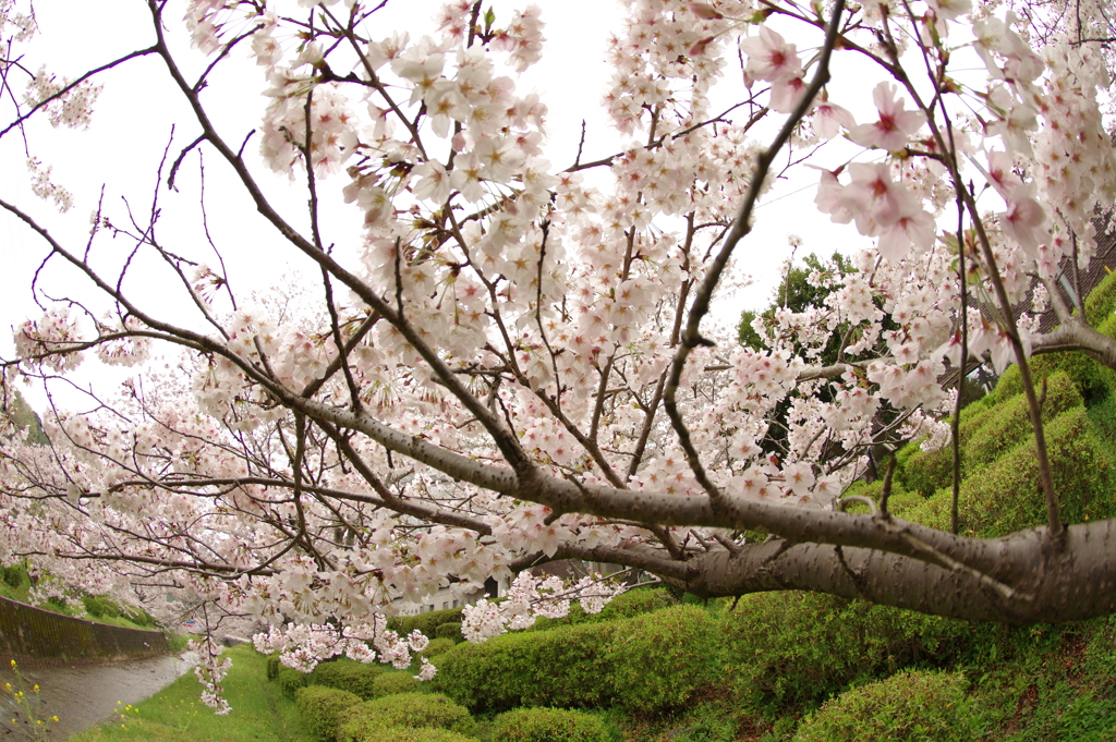 雨上がりお花見2021