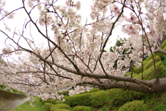雨上がりお花見2021