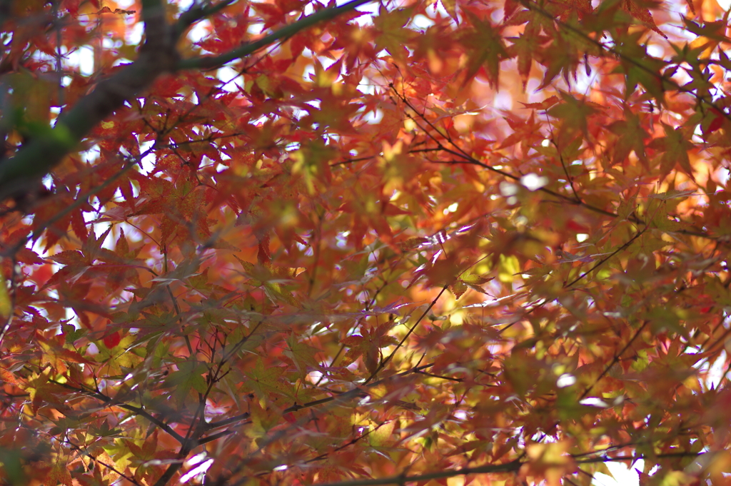 ようやく色づいた庭紅葉