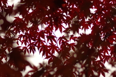 紅葉狩り２０２１