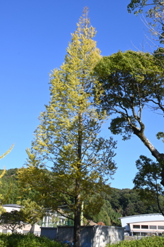 スポーツ公園内でウォーキング撮影