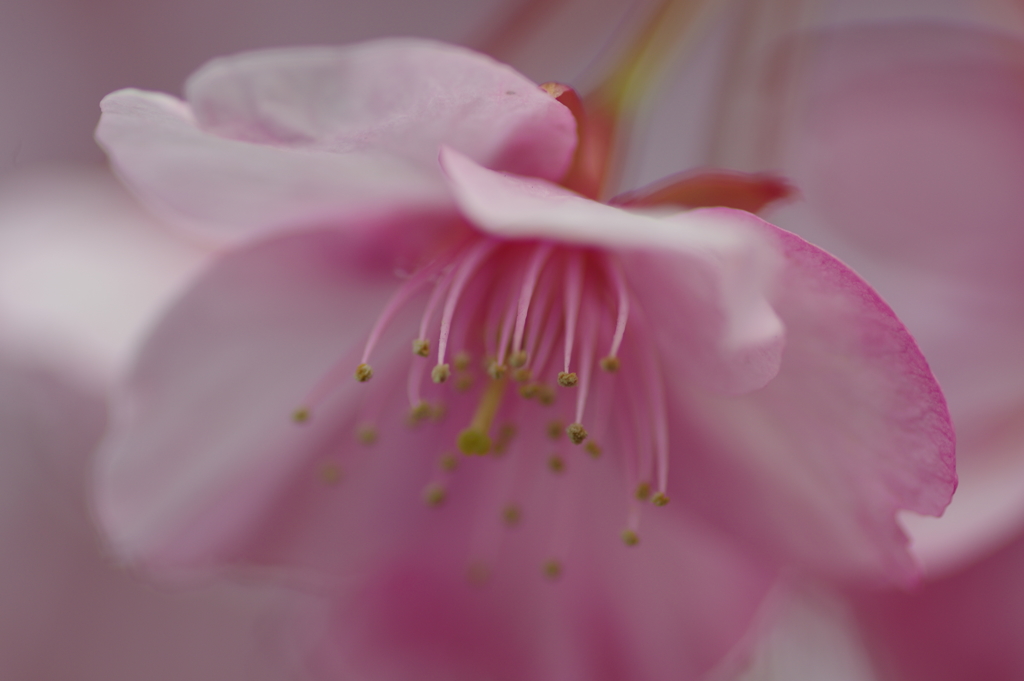 河津桜
