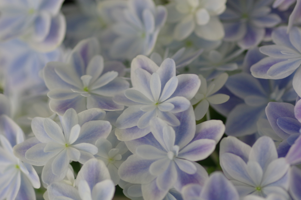 母の日のプレゼント