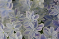 母の日のプレゼント