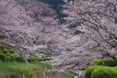 続花見は写真で