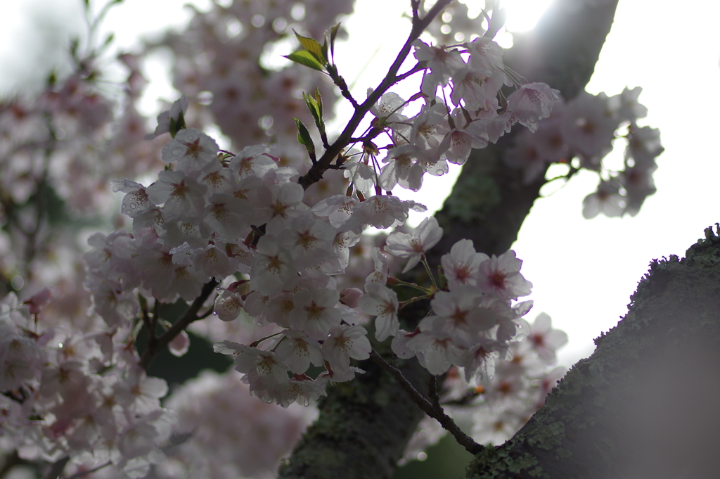雨上がり一人でお花見