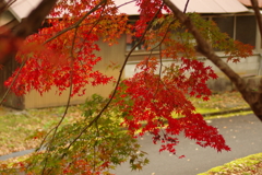 紅葉狩り２０２１