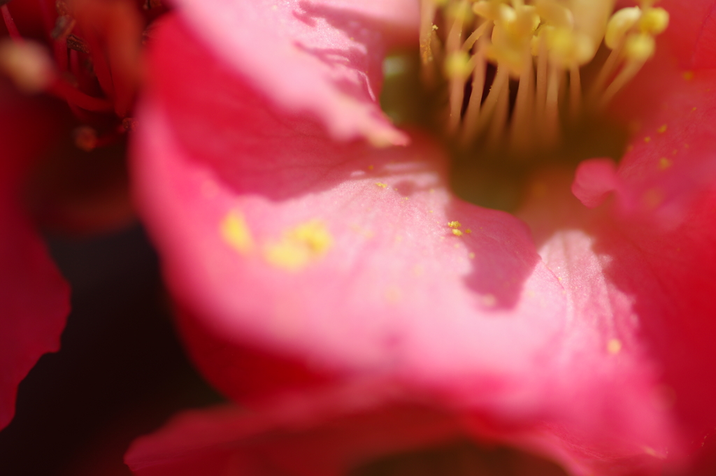 ひっそりと咲いていた木瓜の花