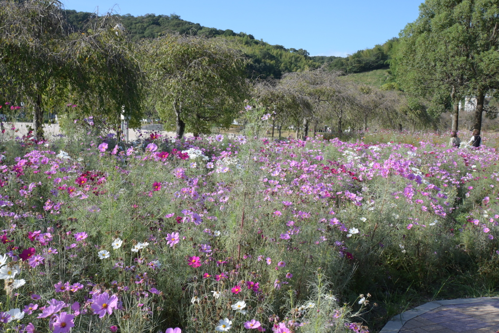 親子で秋桜撮影