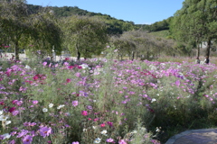 親子で秋桜撮影