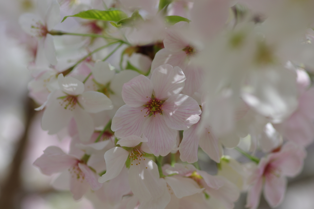 今年の桜は見頃が撮れず