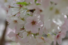 今年の桜は見頃が撮れず
