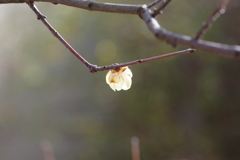蝋梅もマクロで