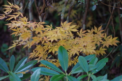 伊藤公記念公園の紅葉