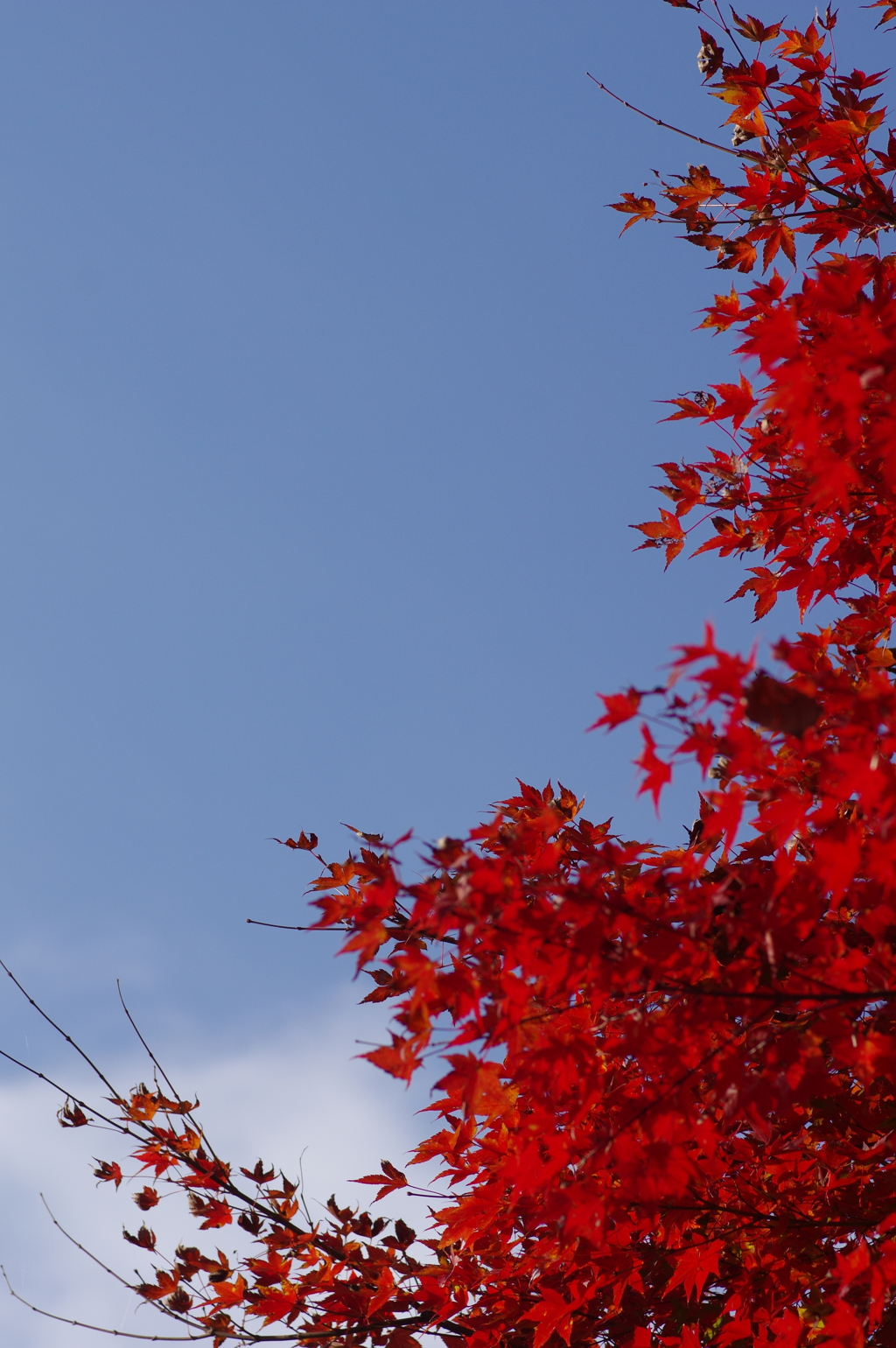 伊藤公記念公園の紅葉