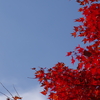 伊藤公記念公園の紅葉