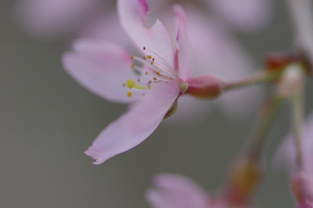 子供を抱えながらの花見