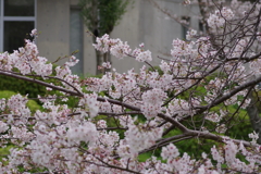 続花見は写真で