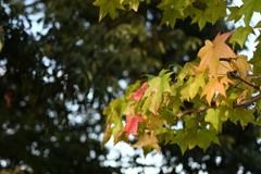 初めての一眼と紅葉W