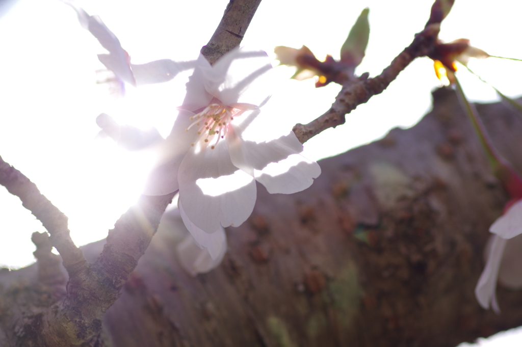 朝の花見