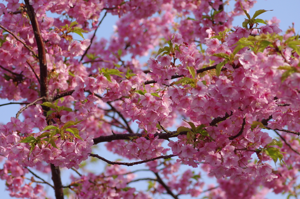 河津桜