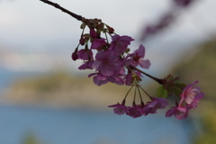 河津桜2020