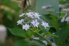 実家の紫陽花