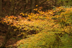 紅葉狩り２０２１