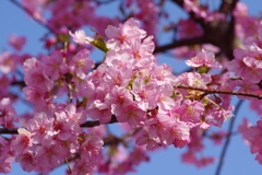 河津桜2021