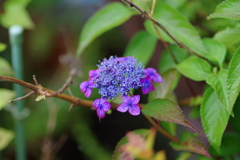 庭紫陽花