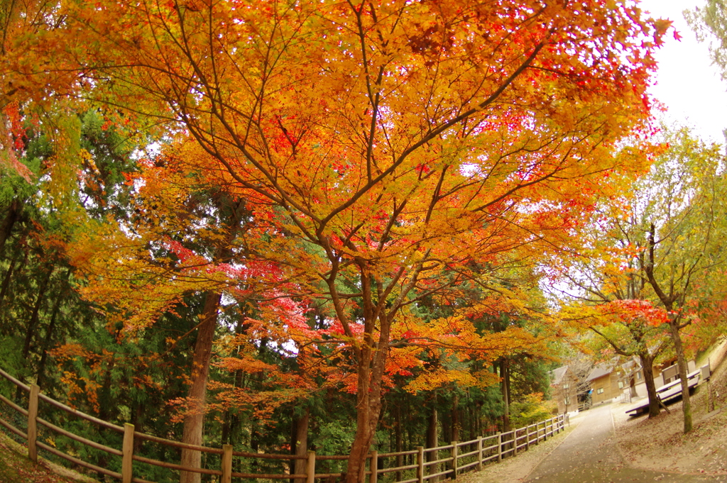 紅葉狩り２０２１