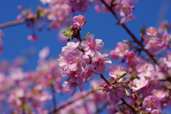 河津桜2020