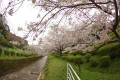 雨上がりお花見2021