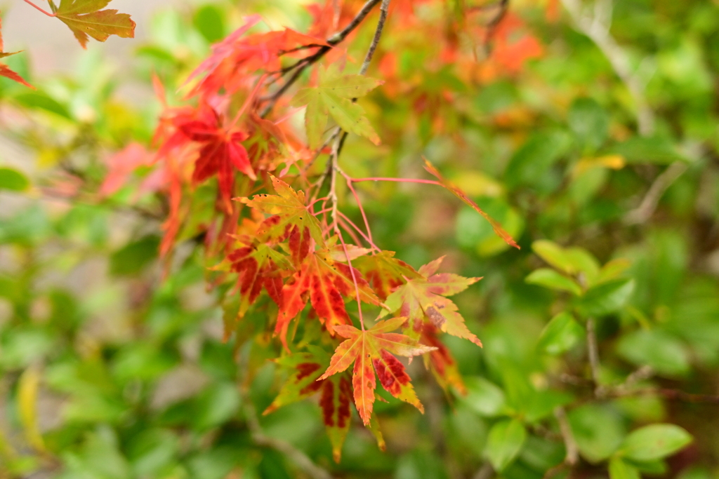 夫婦で紅葉狩り