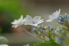 梅雨と紫陽花