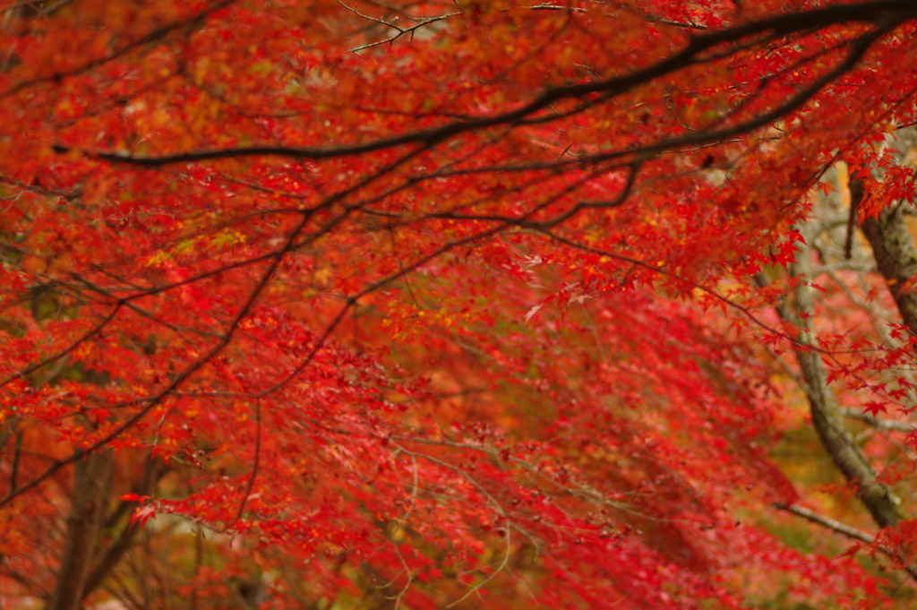 紅葉狩り２０２１