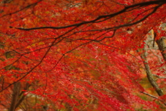 紅葉狩り２０２１