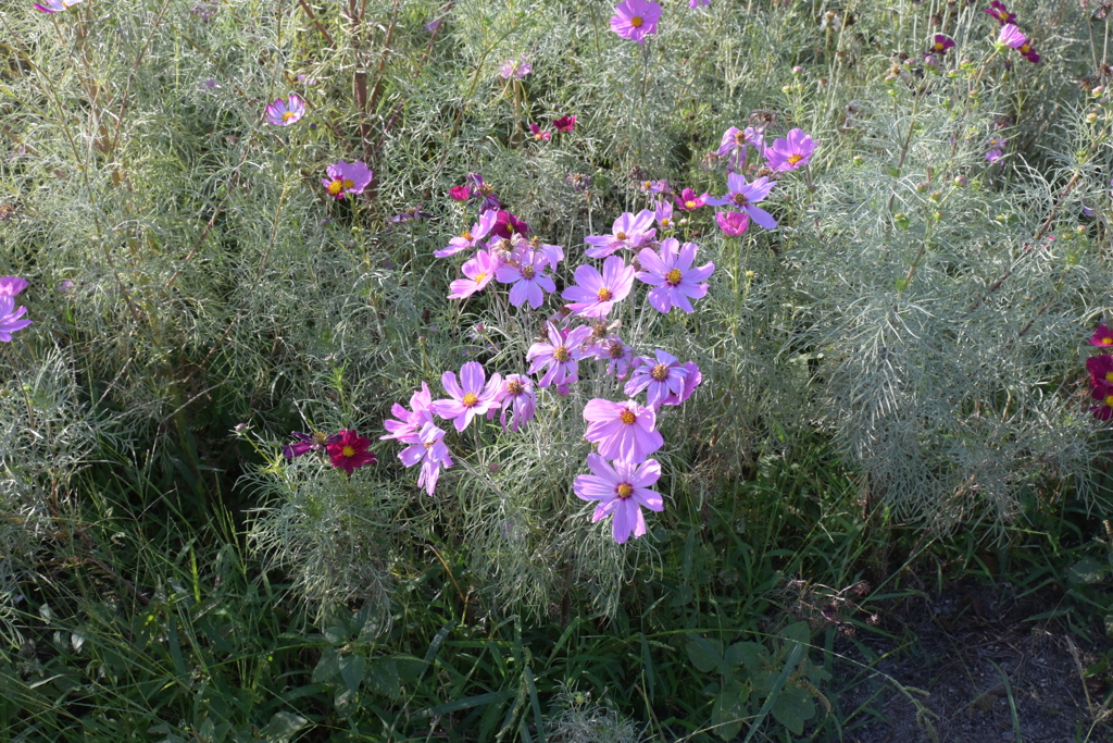 親子で秋桜撮影