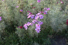 親子で秋桜撮影