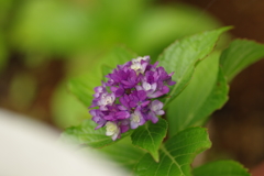梅雨と紫陽花