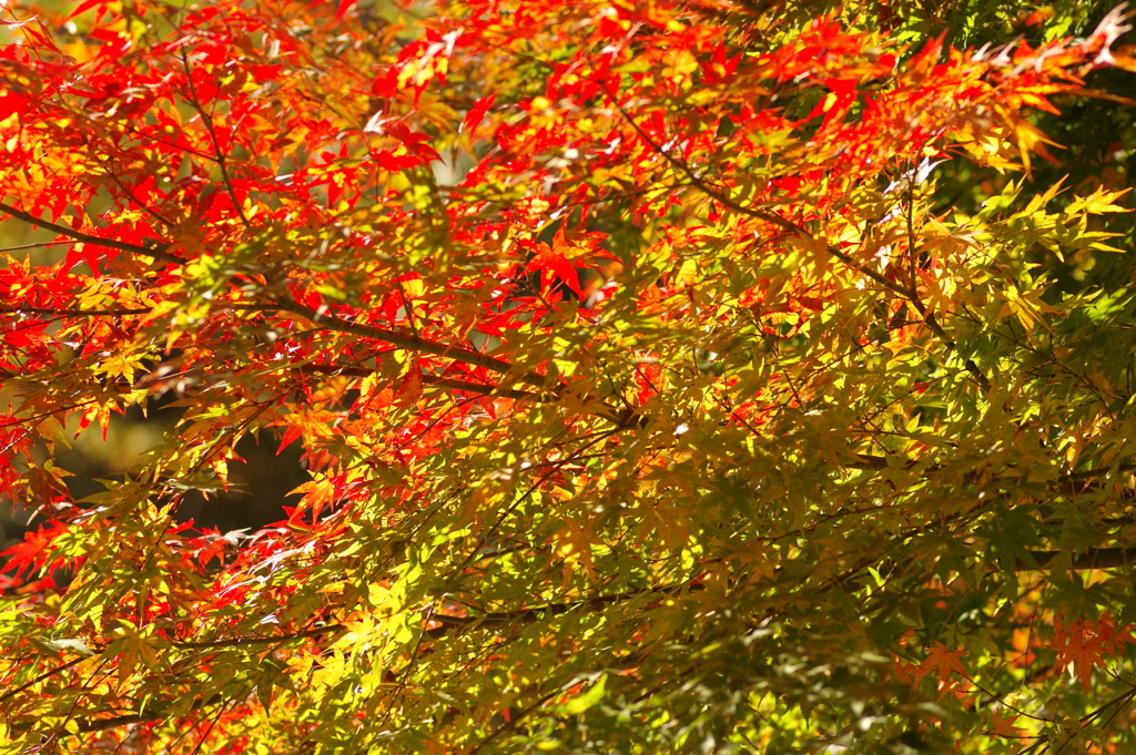 紅葉狩り2020