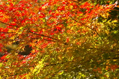 紅葉狩り2020