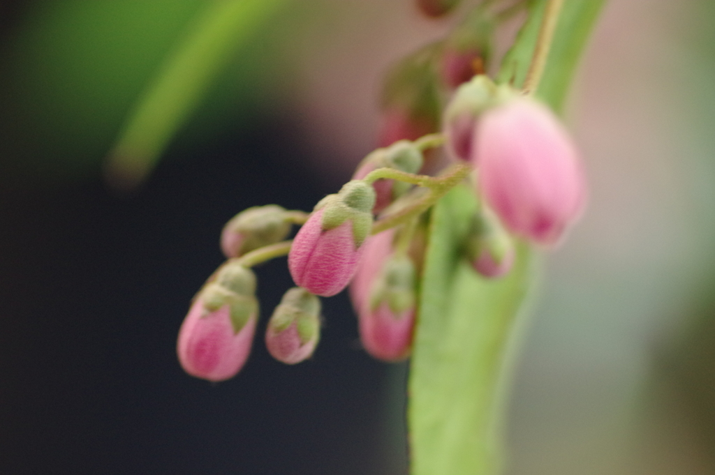 名も知らない花