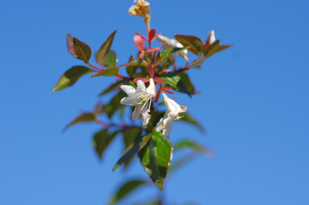 ハナゾノツクバネウツギ