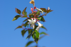 ハナゾノツクバネウツギ