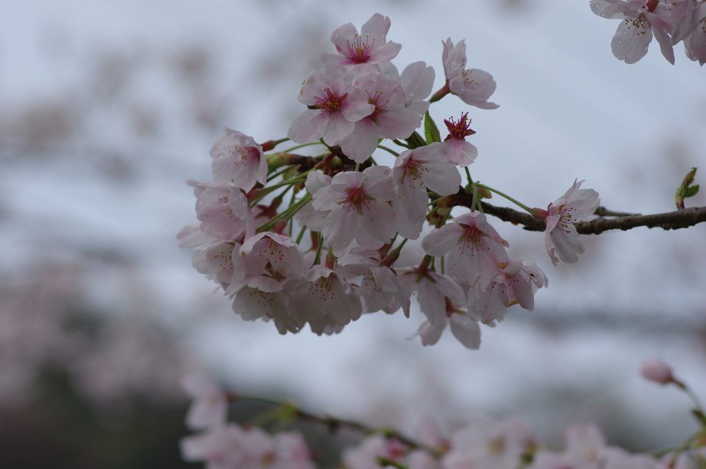 雨上がり一人でお花見