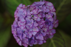 紫陽花は咲いても梅雨入りしない