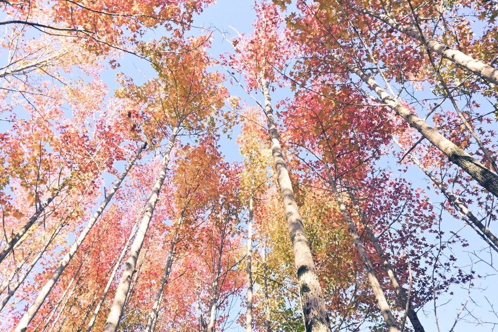 スポーツ公園内でウォーキング撮影