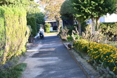 一眼練習猫撮りW